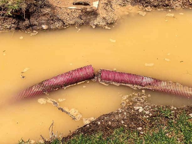 Best Carpet water damage restoration  in Vardaman, MS